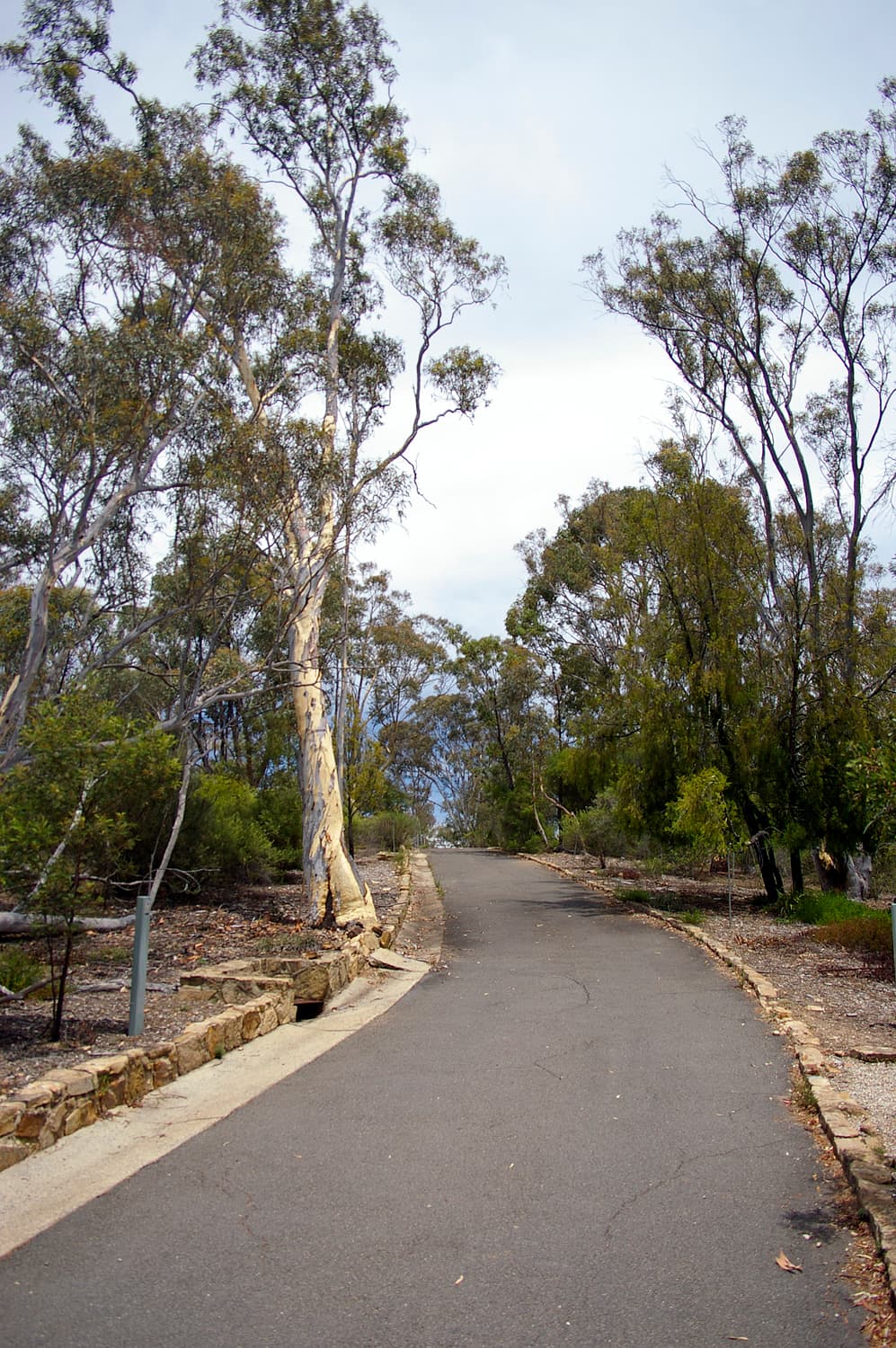A quiet path through native plantings at the Australian National Botanic Gardens, a green pause after a loud afternoon.
