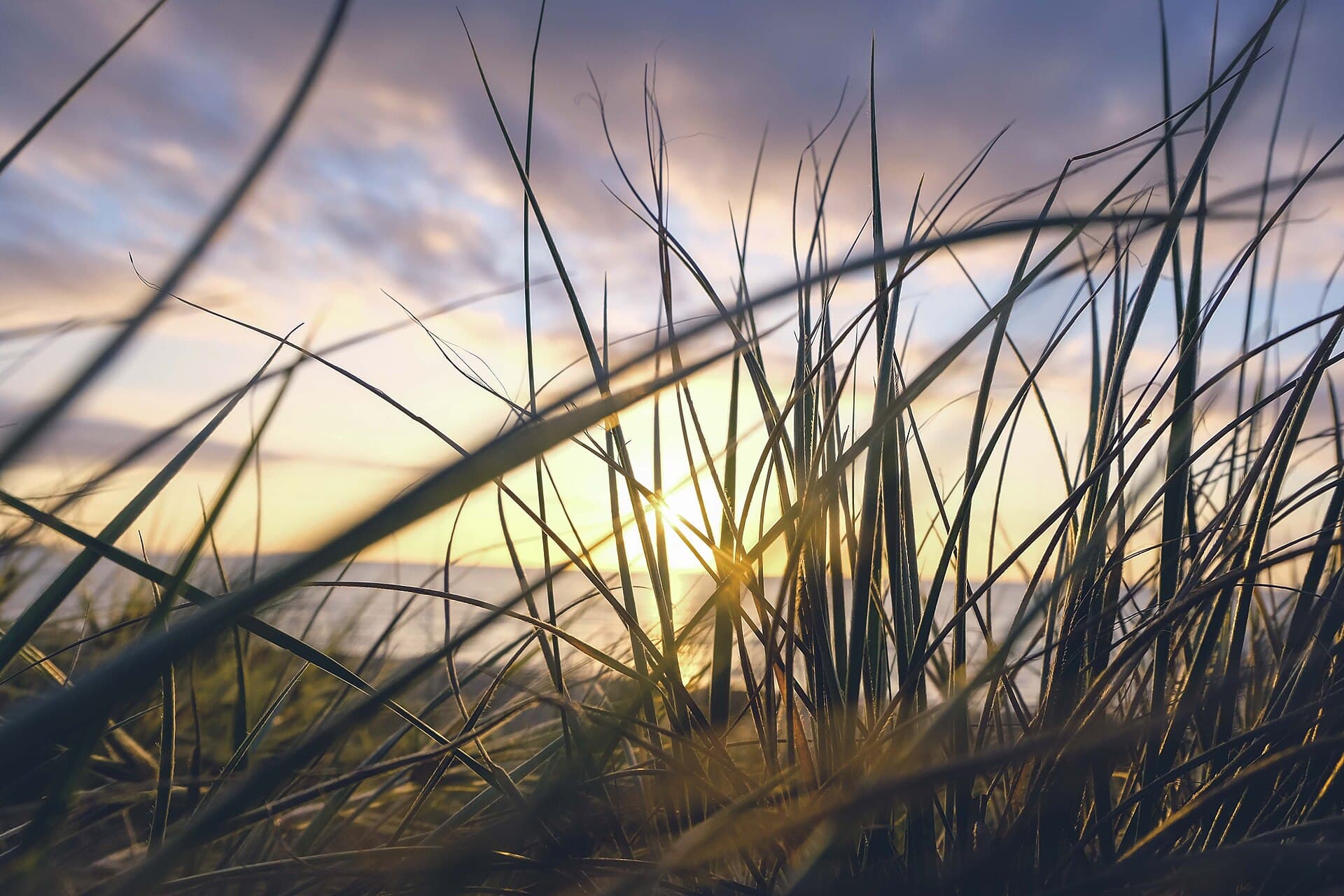 Golden-hour light through tall coastal grass on the Frankston foreshore, looking out toward the horizon.